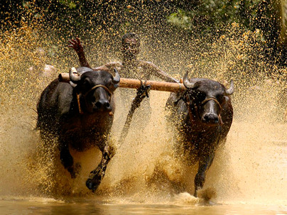 Độc đáo lễ hội 'lướt' bò ở Ấn Độ