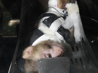 Một con khỉ trong thử nghiệm vũ trụ của Iran