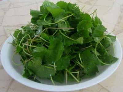 Nhiều rau dại quý như thuốc