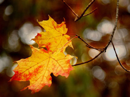 Mở mắt ra là mùa lá rụng