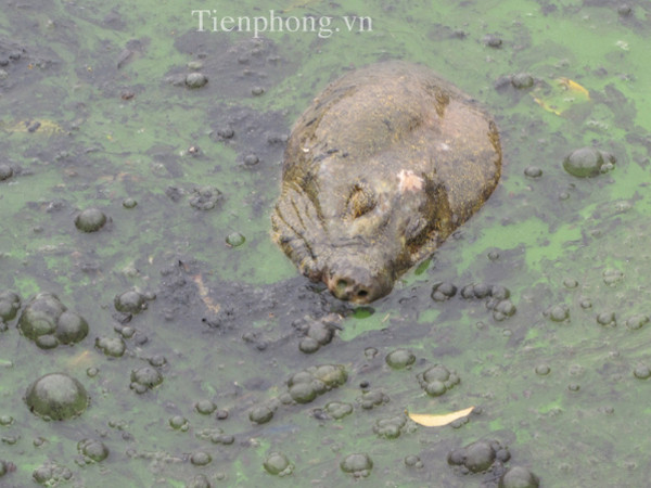 Chen chân xem 'cụ' Rùa ăn mèo chết