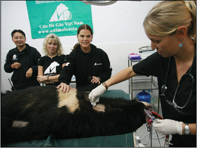 Nữ diên viên MacGraw (người thứ 2 từ bên phải sang) cùng bà Tiến sỹ Jill Robinson MBE, và TS Tuấn Bendixsen chứng kiến bác sỹ của TTCHG khám cho chú gấu Murko Ảnh: Xuân Phú