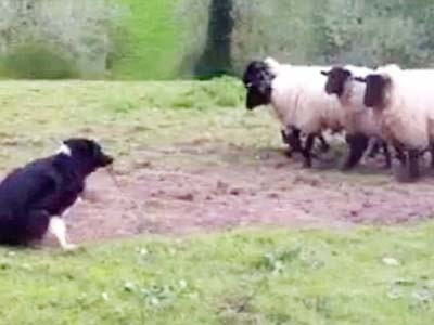 Chó chăn cừu… sợ cừu