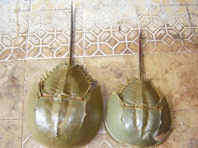 Cách cứu người bị ngộ độc so biển