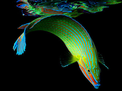 Rực rỡ sắc màu của đại dương