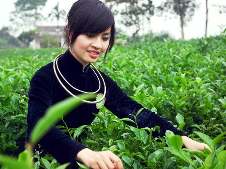 Hướng dẫn làm Hồ sơ dự thi Người đẹp xứ Trà