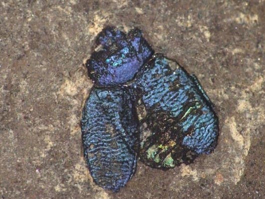 Hóa thạch bọ cánh cứng 47 triệu năm trước