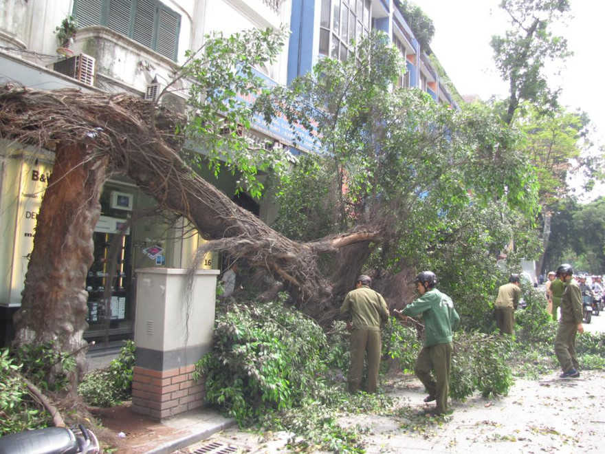 Hà Nội: Cây cổ thụ gãy đổ trên phố
