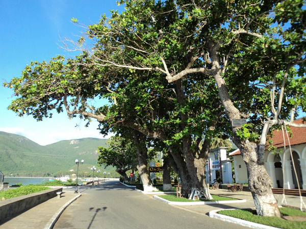 Hàng bàng đầu cầu tàu 914