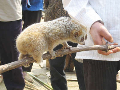 Các bệnh từ động vật có tốc độ lây lan rất nhanh	Ảnh: QD