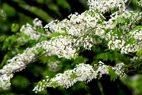 Hoa sửa phủ trắng bầu trời thủ đô