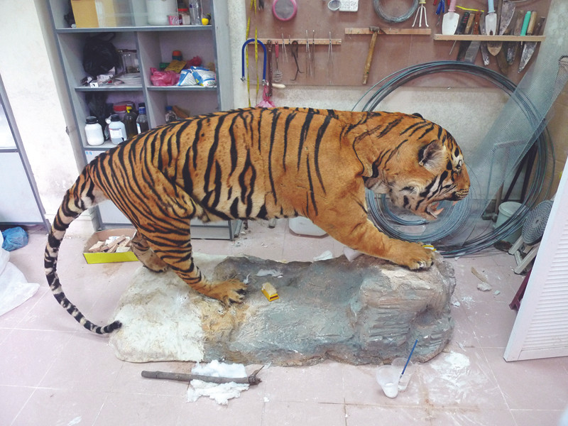 Nếu không có các biện pháp bảo tồn, Việt Nam có thể chỉ còn nhìn thấy hổ tại các bảo tàng Ảnh: M.H