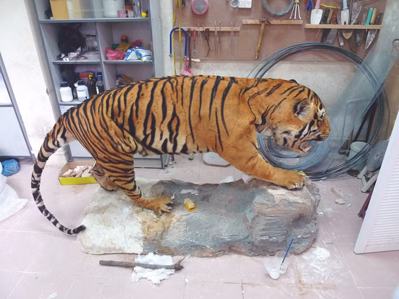 Nếu không có các biện pháp bảo tồn, Việt Nam có thể chỉ còn nhìn thấy hổ tại các bảo tàng Ảnh: M.H