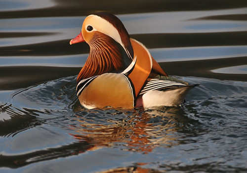 Dân chơi Sài Gòn mê mẩn vịt uyên ương, gà kiểng