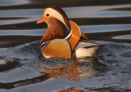 Dân chơi Sài Gòn mê mẩn vịt uyên ương, gà kiểng