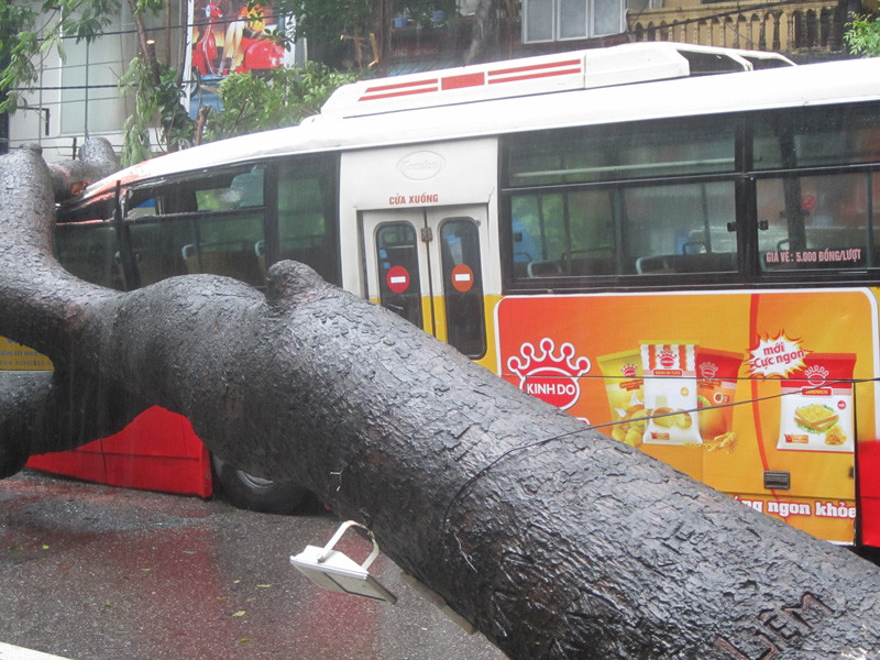 Cây to đổ đè ngang xe buýt