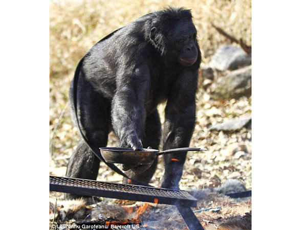 Hắc tinh tinh biết nấu ăn