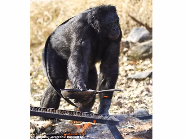 Hắc tinh tinh biết nấu ăn