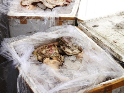 Bắt 300kg thịt, nội tạng thối