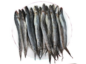 Cá kèo. Nguồn: Internet