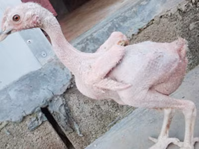 Kỳ lạ gà trụi lông