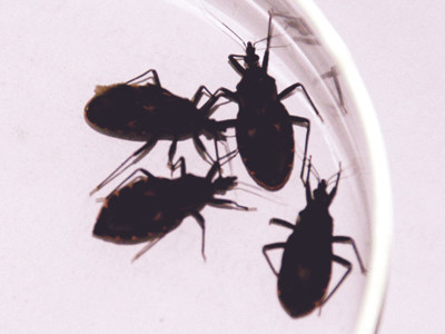 Bọ xít hút máu: Mắn đẻ, thích nghi nhanh và mang trùng roi