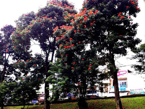 Bỏ qua cảnh báo của Tổ chức bảo tồn thiên nhiên thế giới