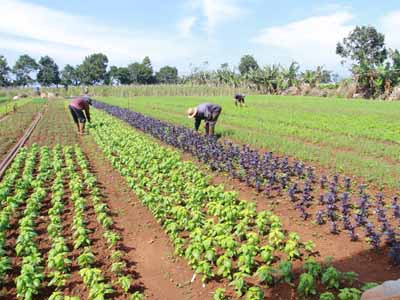 METRO xây dựng chuỗi cung ứng rau an toàn tại miền Bắc