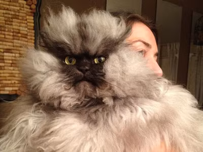 Chú mèo có hàng vạn người hâm mộ