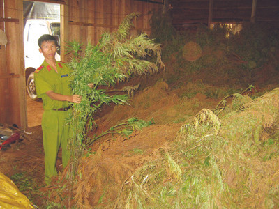 Vô tư trồng cần sa