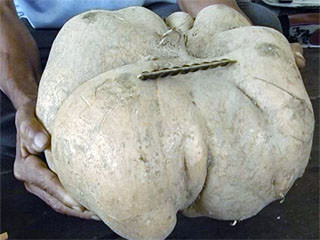 Củ sắn thu hoạch được nặng gần 10kg. Ảnh Gia Bách (Thanh Niên)