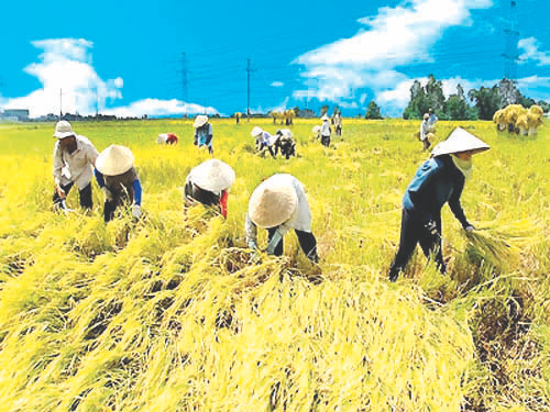 Đồng Lúa Phú Thiện