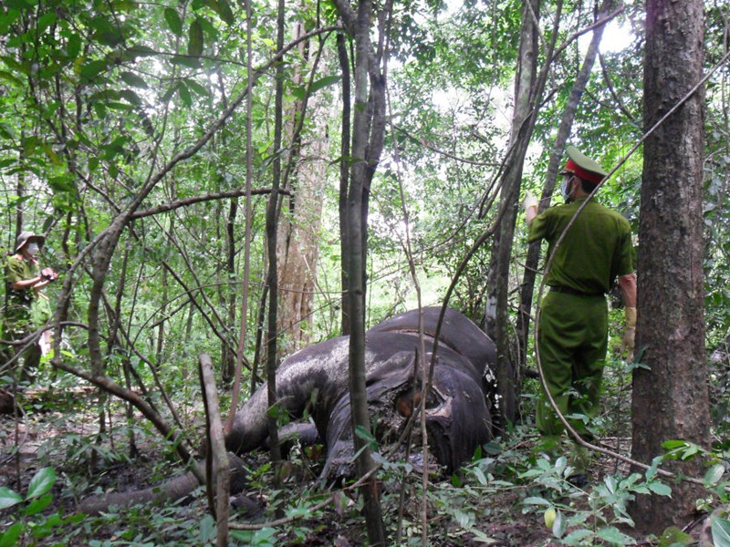 Con voi đực bị lấy mất một phần xương mặt