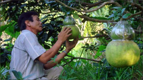 700.000 đồng một quả bưởi hồ lô