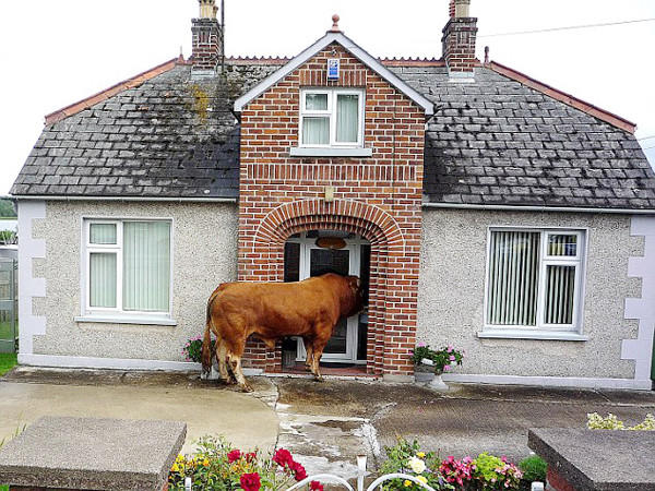 Bò biết tìm đường