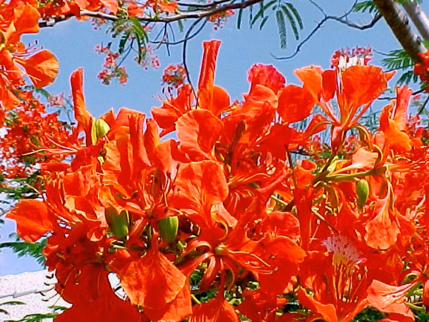 Hoa phượng