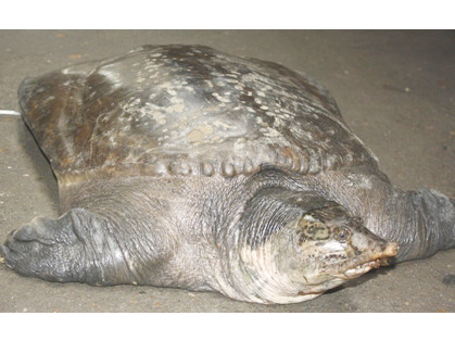 Ba ba khổng lồ là loài cua đinh