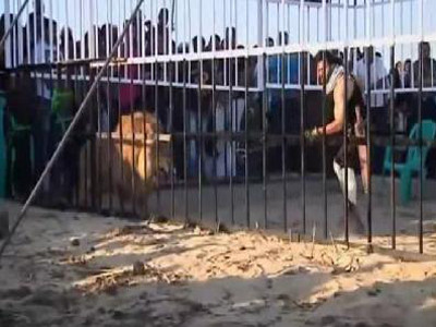 Người đánh sư tử trong lồng sắt