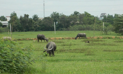 Cảng nghìn tỷ thành ...bãi chăn trâu