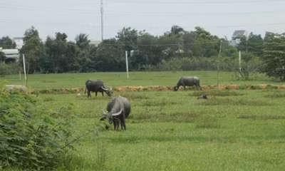 Cảng nghìn tỷ thành ...bãi chăn trâu