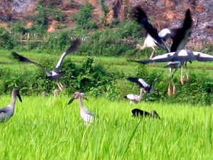 Xuất hiện nhiều chim lạ gần thủy điện Lai Châu