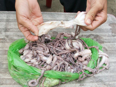 Bạch tuộc tươi như... cao su