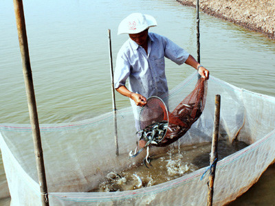 Thu hoạch cá kèo nuôi