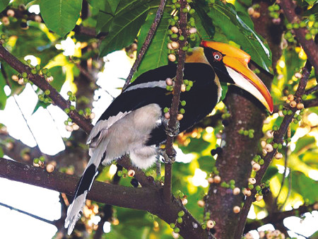 Cây thị quả vuông, tròn &chim phượng Tràng An