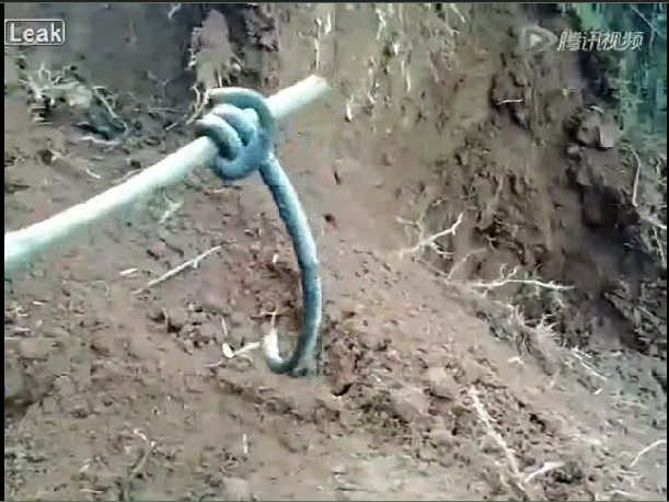 Rắn 2 đầu không đuôi kì dị