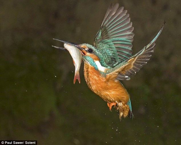 Cận cảnh chim bói cá 'săn mồi'