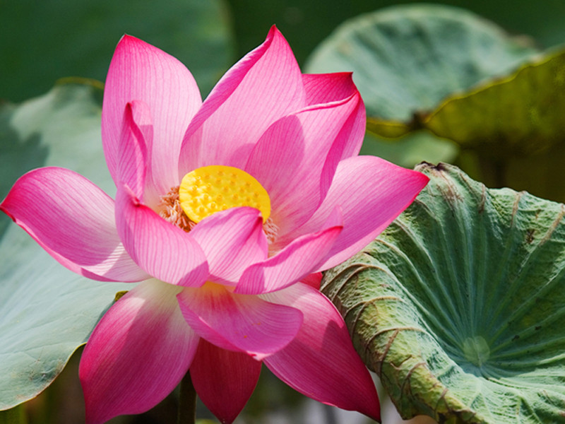 Quanh chuyện chọn quốc hoa: Không thể chọn cả cụm