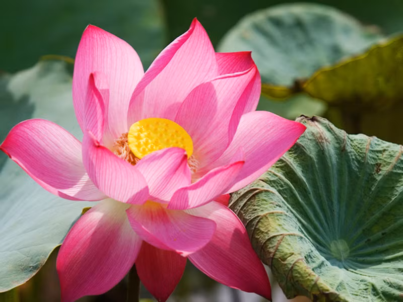 Quanh chuyện chọn quốc hoa: Không thể chọn cả cụm