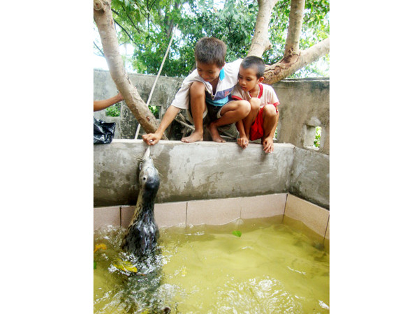 Ngư dân xây bể nuôi sư tử biển bắt được