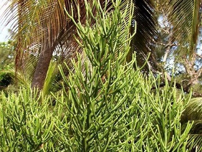 Tác dụng chữa viêm xoang cực hiệu quả từ cây giao